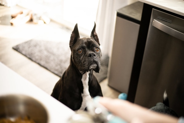 Senior black Boxer watching his owner prepare a bland food diet, photo