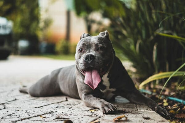 Grey pit bull lying on the patio panting, photo