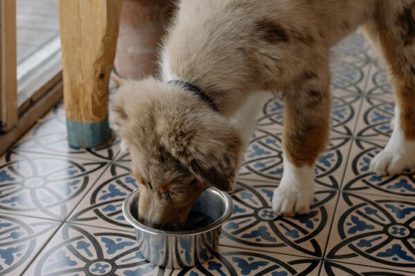Young Australian Shepherd eating out of a food dish, photo