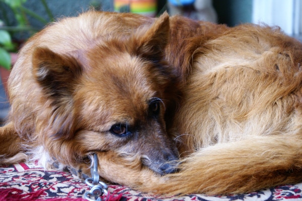 Shepherd mix lying curled up on the carpet photo