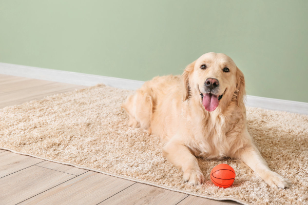 Dog lying down on a carpet