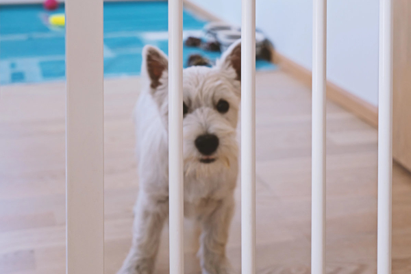 Blind dog behind a baby gate