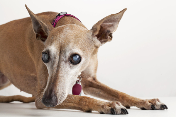 Blind dog laying down