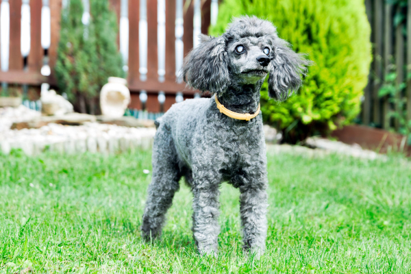 Blind dog out in the yard