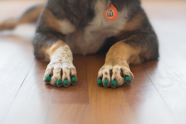 Blind dog wearing Dr. Buzby's Toe Grips for traction