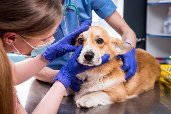 Blind dog being examined by a veterinarian