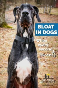 Older Great Dane dog sitting and title: Bloat in Dogs When Every Second Counts.