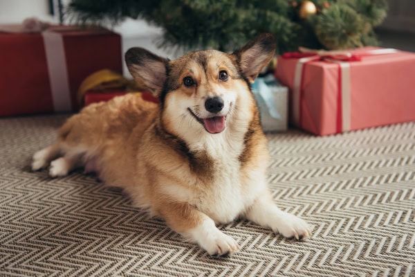 Corgi under the Chritmas tree after having some diarrhea with blood in it