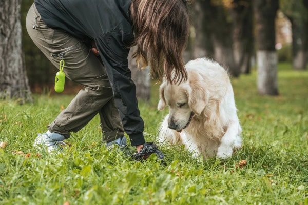 Owner picking up her dog's poop