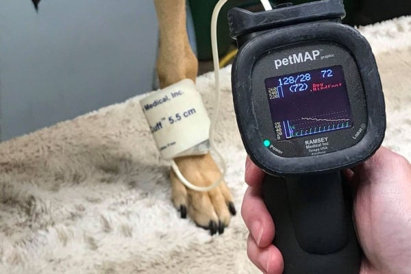 Blood pressure machine screen for dog showing the dog's paw and the machine reading