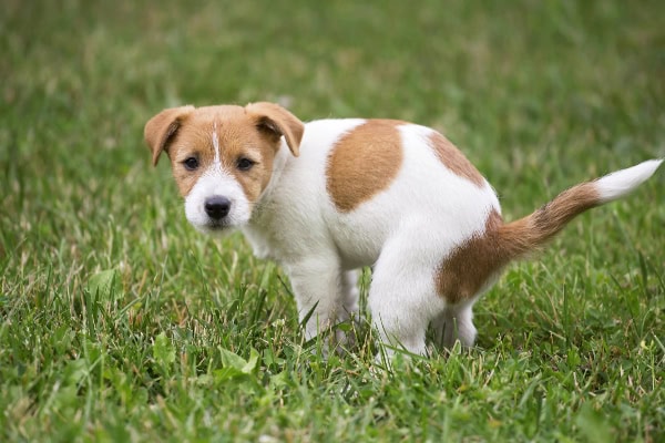 Puppy in the yard having bloody diarrhea