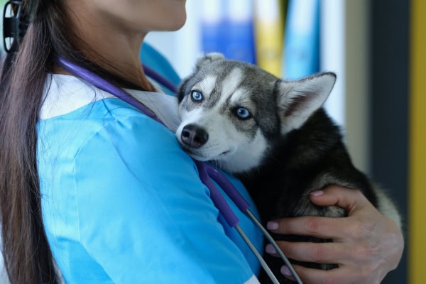 Vet holding a dog being seen for bloody diarrhea