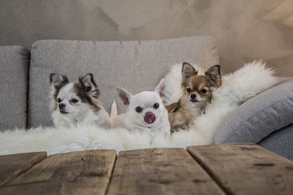 Three Chihuahuas sitting on a couch