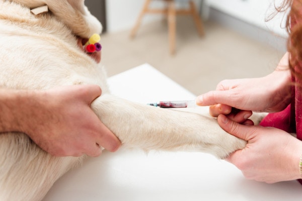 Dog getting her blood drawn for blood tests