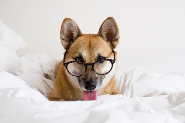 Dog wearing glasses as if ready to study about blood tests for dogs while sitting in bed