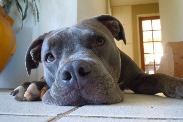 Pitbull laying on the floor of his home