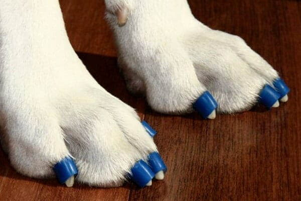 white dog's paws wearing blue ToeGrips as a dog mobility aid for traction, photo