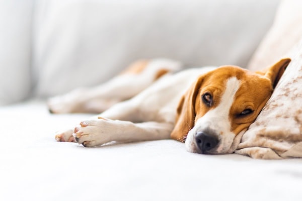 Beagle laying down on a couch