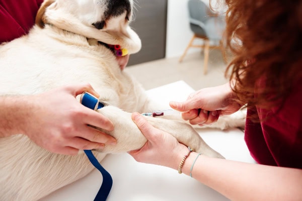 Dog with a brain tumor getting blood drawn by a veterinarian