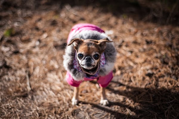 Grey-faced Chihuahua dog wearing a pink fur lined coat