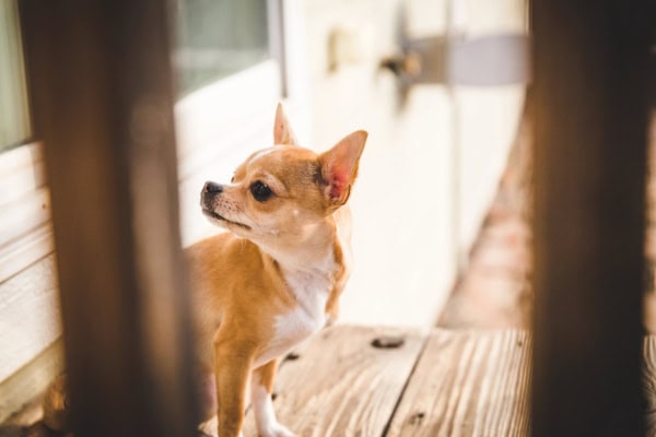 Chihuahua outside with his head turned to the side