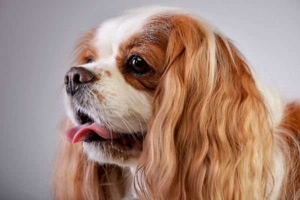 Senior dog panting, which is common in dogs with brain tumors