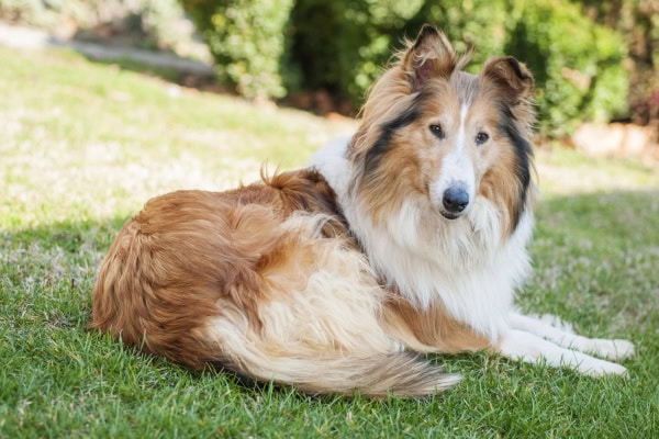 A Collie dog with a long narrow nose, sitting out in the grass. 