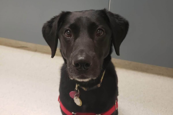 Dixie, a black Labrador who was diagnosed with a brain tumor