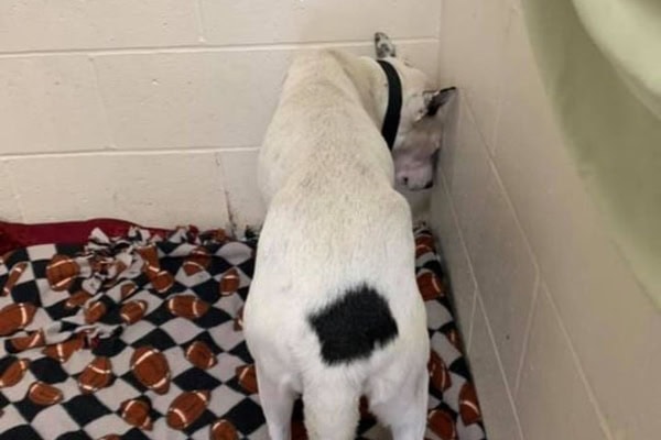 Dog with a brain tumor head pressing in the corner, which is a sign of brain tumor in dogs