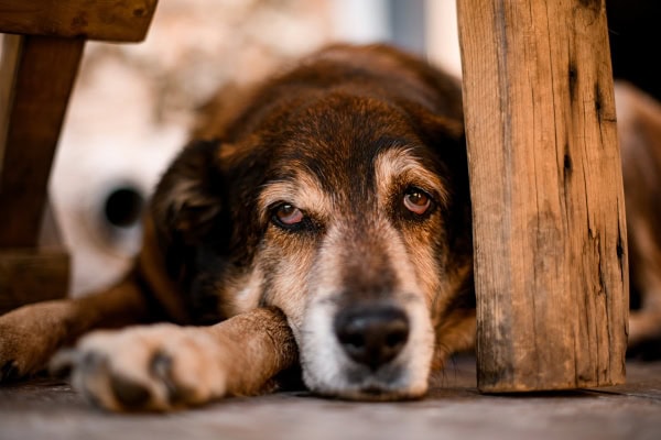 Senior dog with elevated third eyelids laying under a table