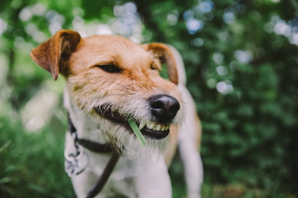 Dog sneezing while chewing on grass