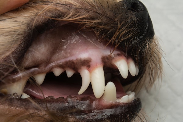 Dog with bad breath due to extra deciduous teeth that didn't fall out