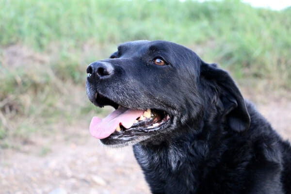 Black Labrador Retriever with mouth open and panting as if breathing fast while outdoors 