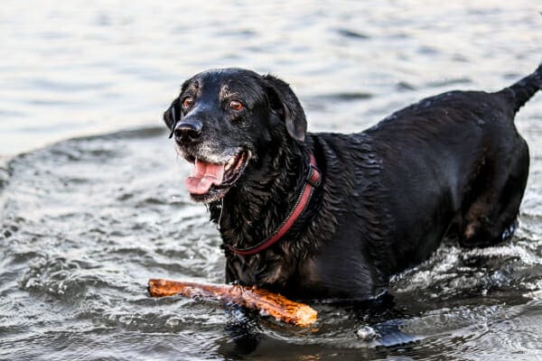 Back Labrador Retriever dog with mouth open and panting while playing with a stick in the water