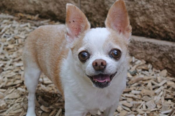 Chihuahua panting, outside in the mulch