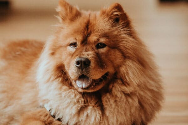 Chow Chow sitting in the home, panting