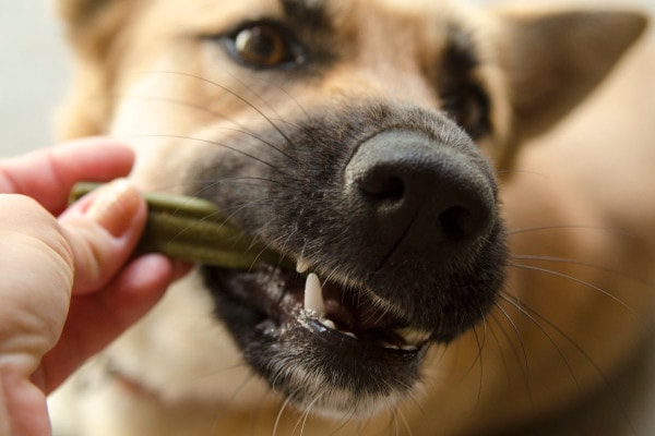 Dog with bad breath holding a dog dental treat in mouth
