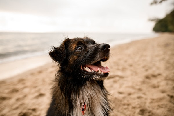 Dog with mouth open while sitting on the beach