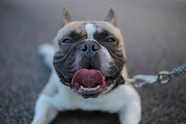 French Bulldog laying down on the pavement, breathing fast and panting