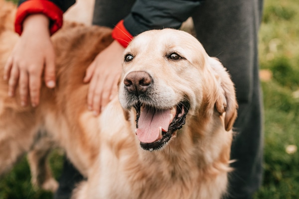 Golden Retriever with mouth open, panting as if breathing fast 