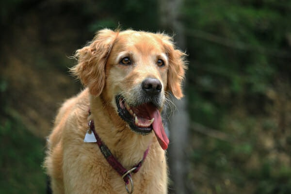 Golden Retriever with tongue out and heavily panting while in the woods on a walk