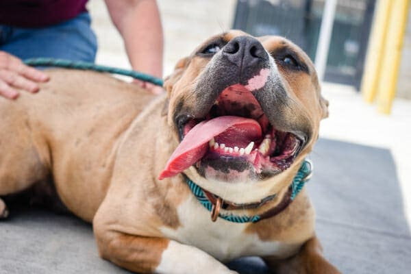 Pit Bull dog breathing fast and heavily panting with tongue out while sitting outside