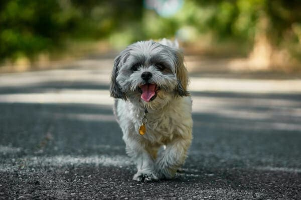 Shih Tzu panting while walking down a paved path