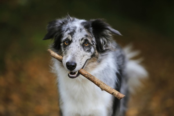 A dog carrying a stick in his mouth