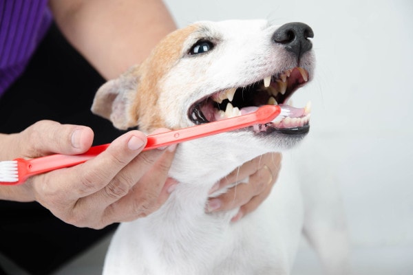 Dog parent brushing the teeth of a dog with bad breath