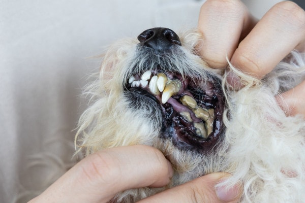 Close up of the mouth of a white dog with bad breath due to severe dental disease