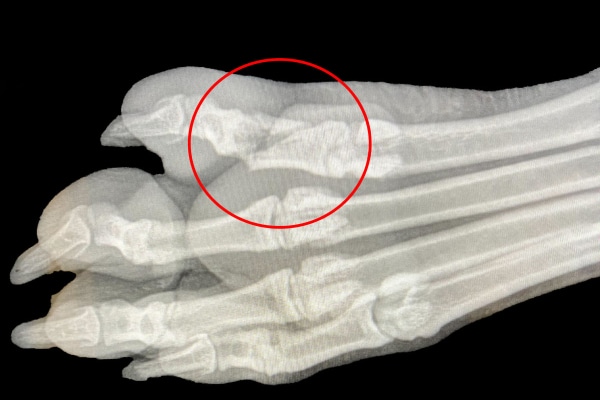 X-ray of a dog's broken toe