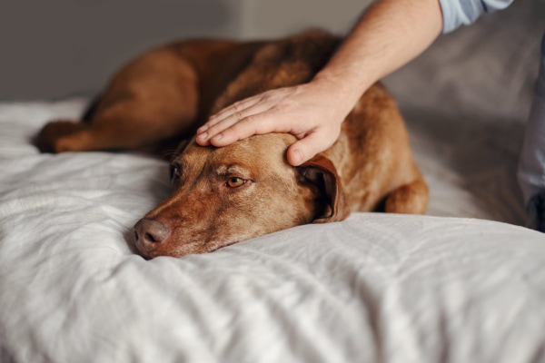 Dog sad on the bed with owner petting him