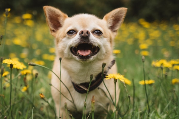 Chihuahua in a field of dandelions, photo