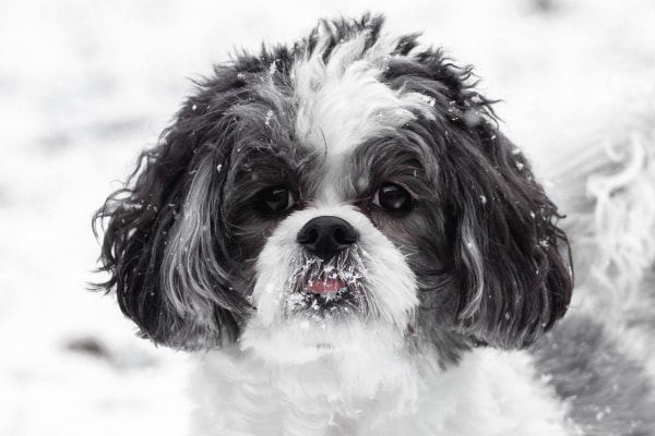 Shih Tzu standing in the snow, photo